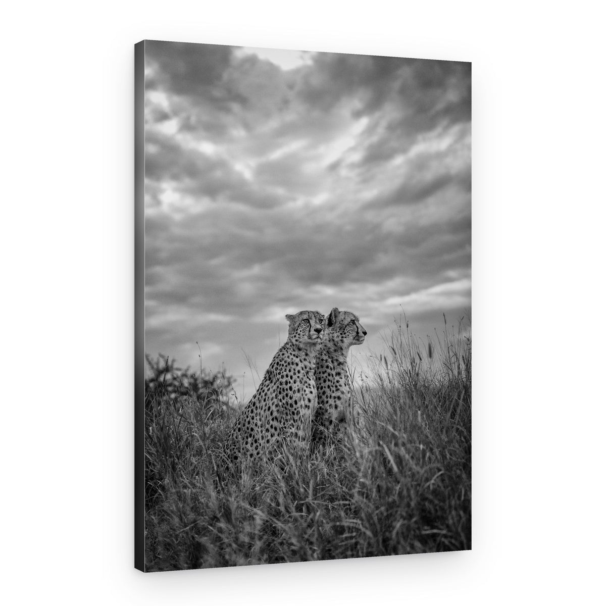 Two Cheetahs Under Sky – Canvas Print