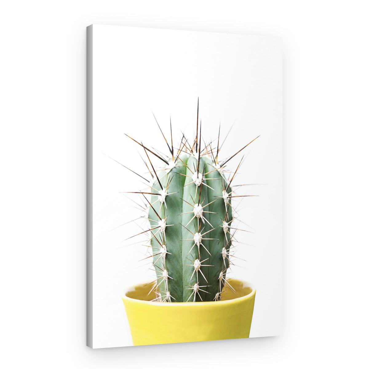 Spikey Cactus – Canvas Print