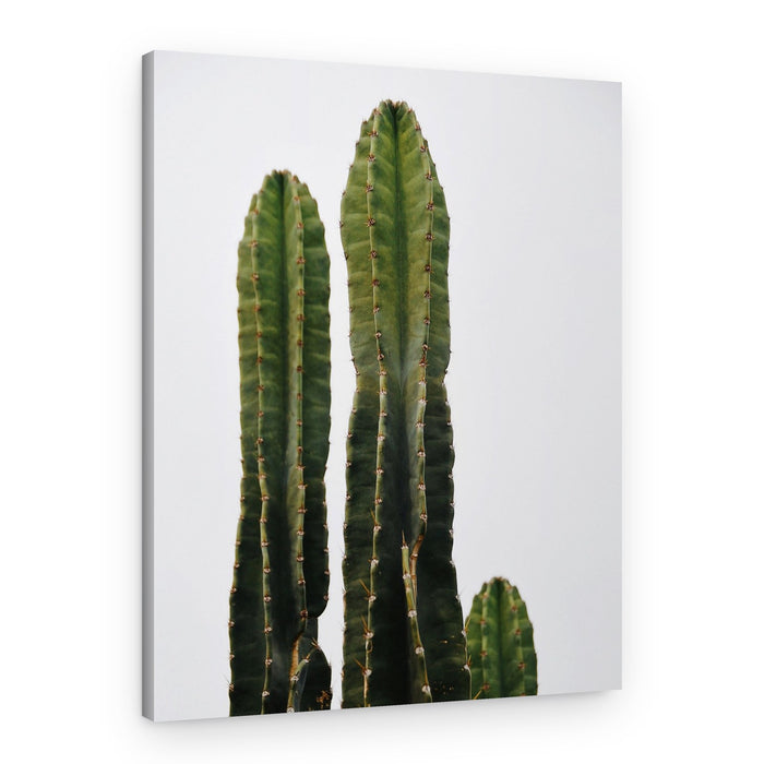 Minimal Desert Cacti – Canvas Print