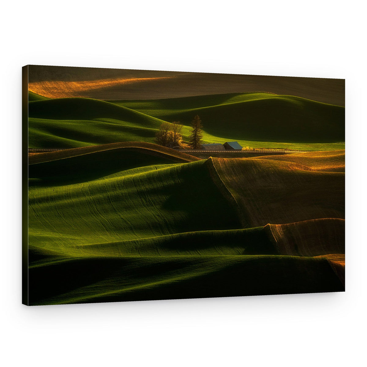 Sunlit Rolling Hills – Canvas Print