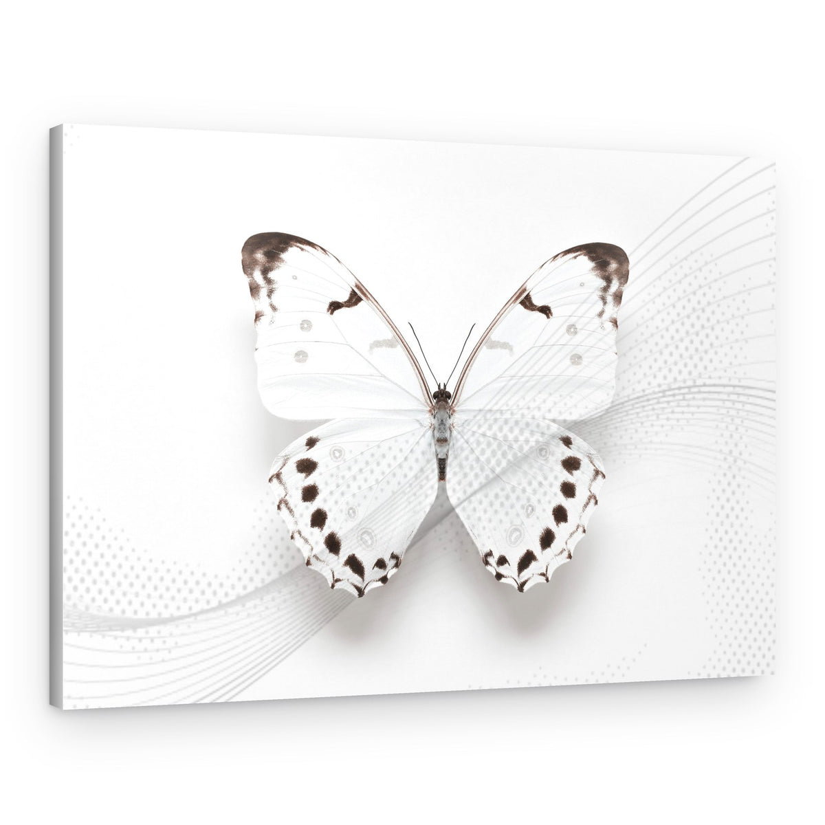 Elegant White Butterfly – Canvas Print