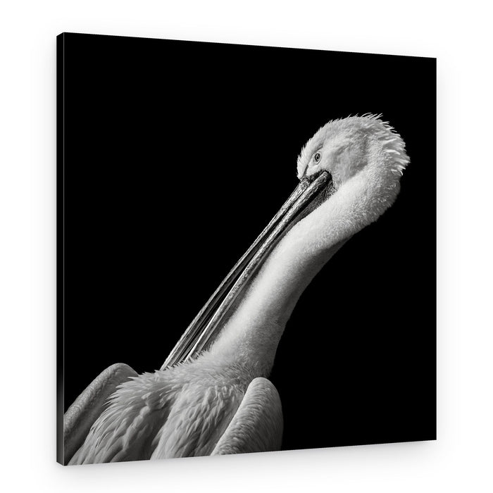 Elegant Pelican Portrait – Canvas Print