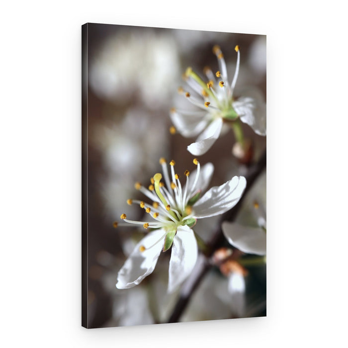 Delicate Spring Blossoms – Canvas Print