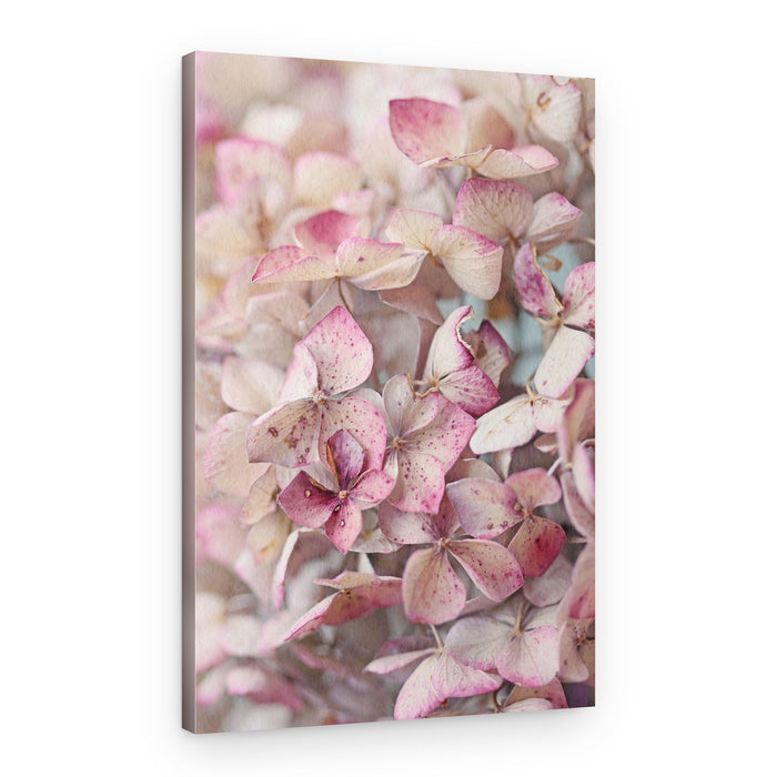 Faded Pink Hydrangeas – Canvas Print