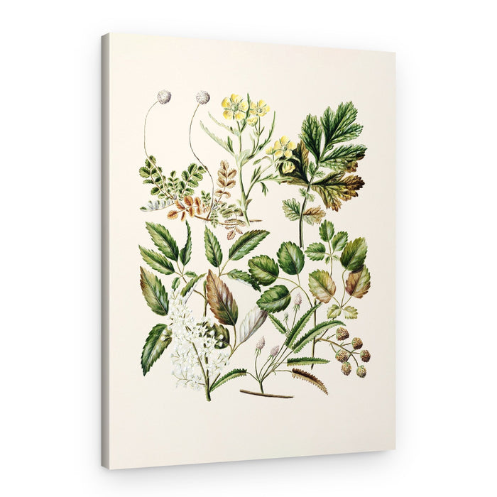 Rubens Australis By Sarah Featon – Canvas Print