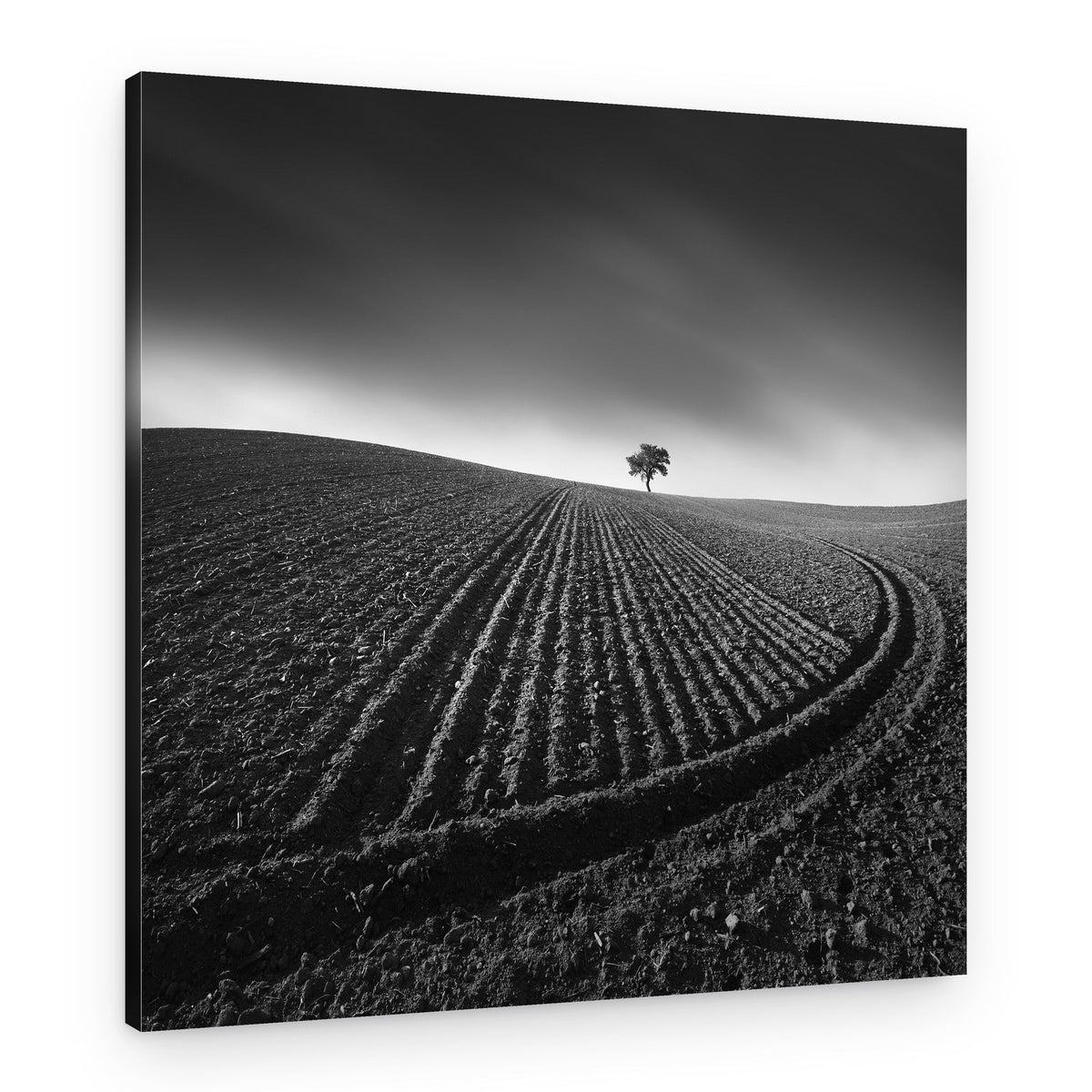 Solitary Field Tree – Canvas Print