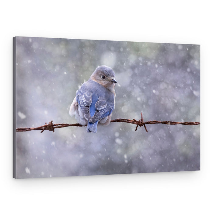 Bluebird in Winter Snow – Canvas Print