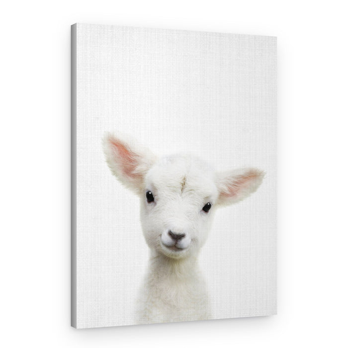 Cute Baby Lamb – Canvas Print
