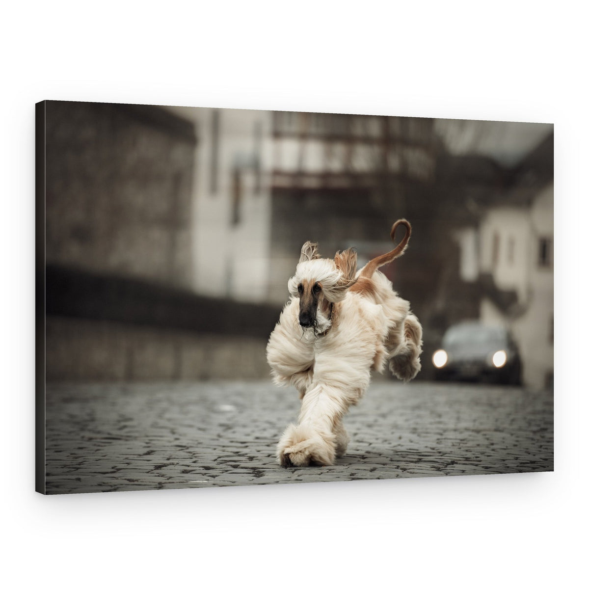 Running Afghan Hound – Canvas Print