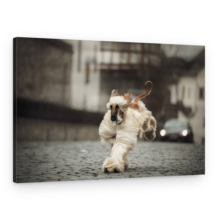 Running Afghan Hound – Canvas Print