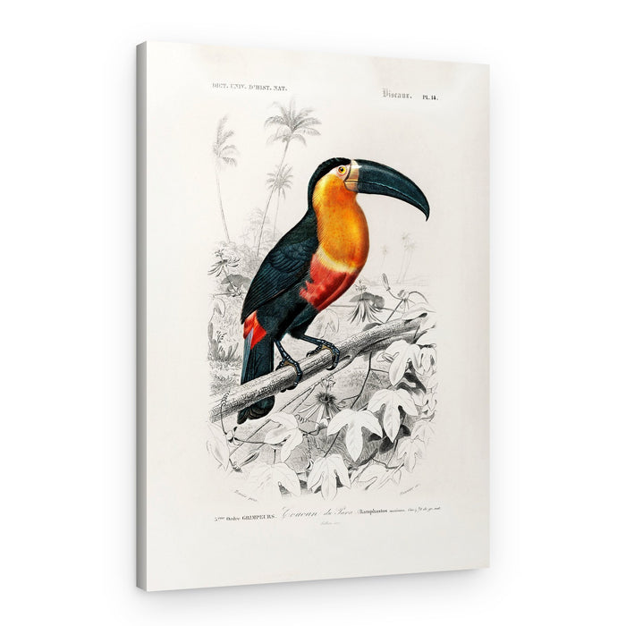 Toucan (ramphastos) – Canvas Print
