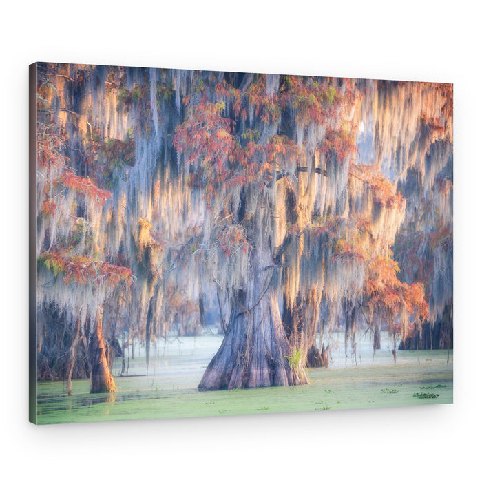 Misty Cypress Swamp Glow – Canvas Print