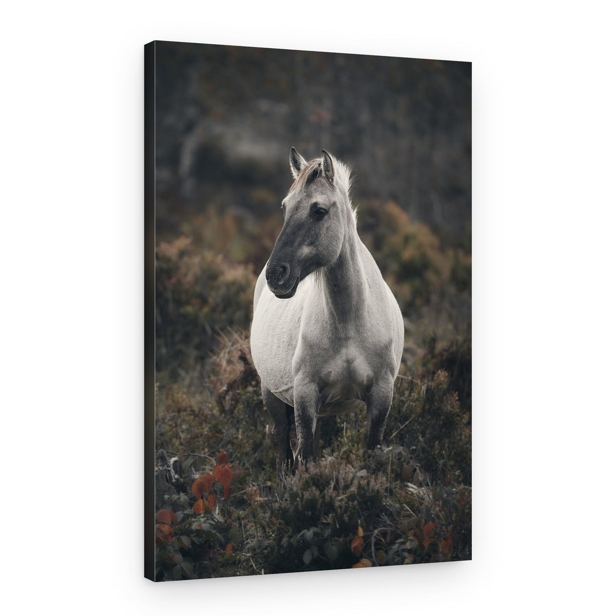 Solitary Wild Horse – Canvas Print