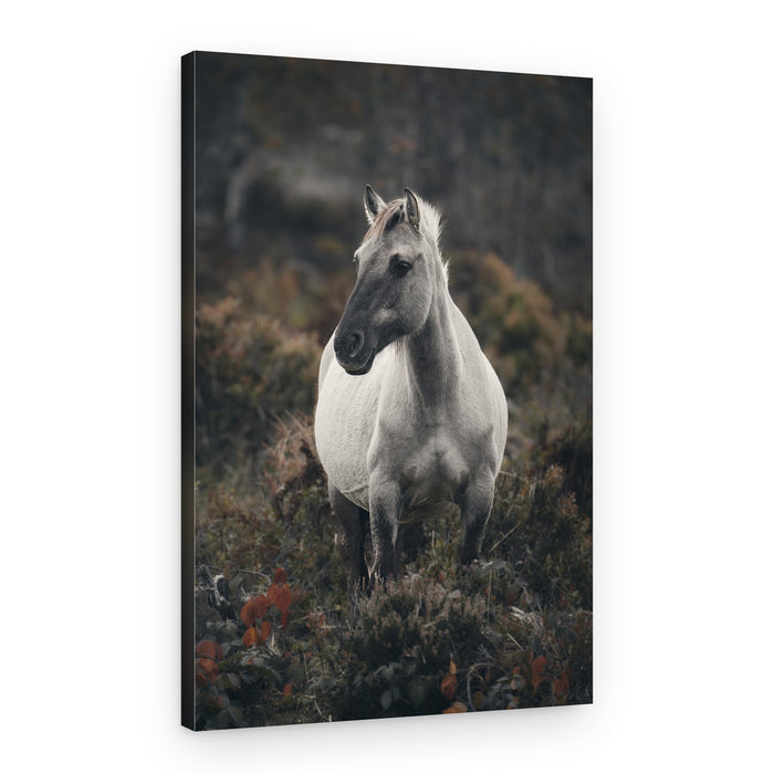 Solitary Wild Horse – Canvas Print