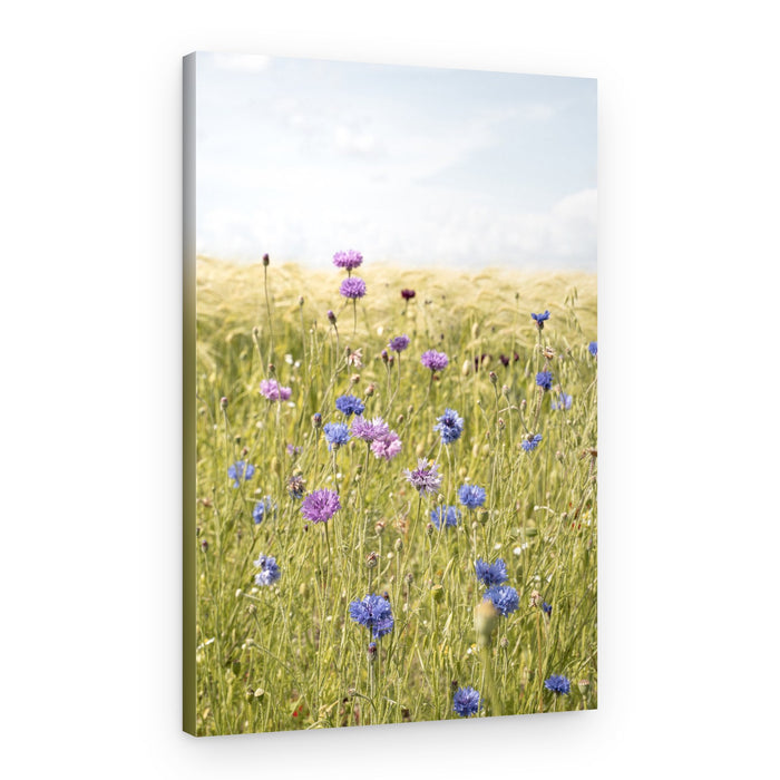 Vibrant Cornflower Field – Canvas Print