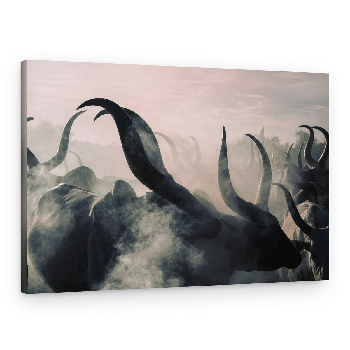 Misty Horned Cattle – Canvas Print