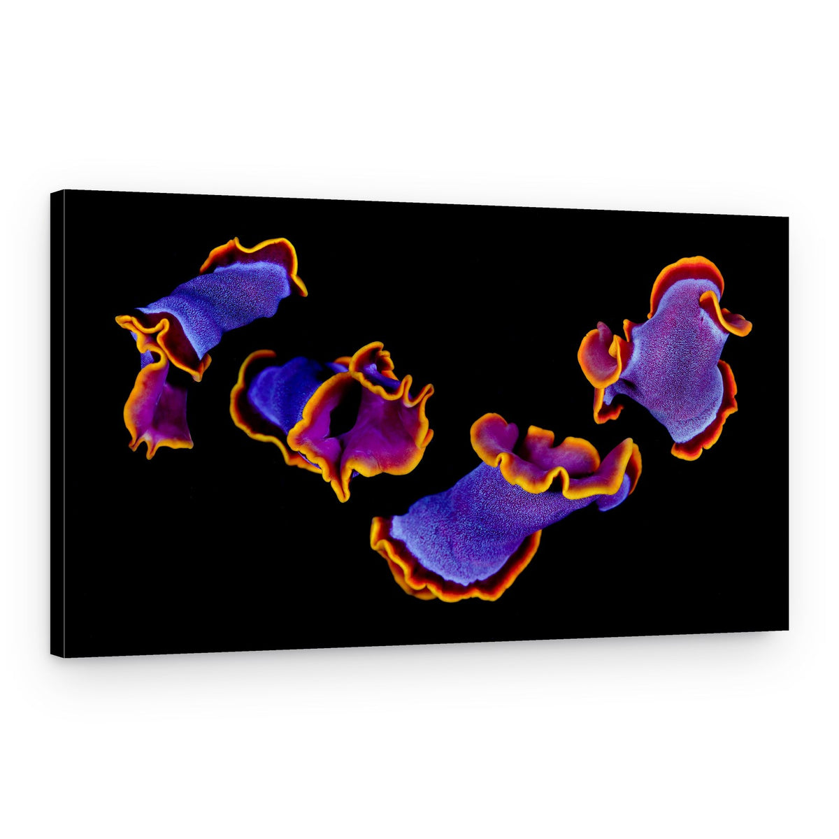 Vibrant Sea Flatworms – Canvas Print