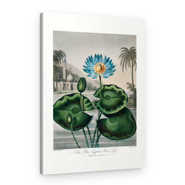 The Blue Egyptian Water-Lily from The Temple of Flora (1807) – Canvas Print