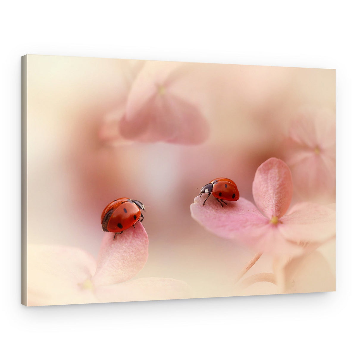 Ladybugs on Pink Petals – Canvas Print