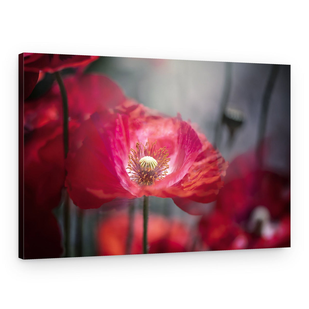 Vibrant Red Poppy – Canvas Print