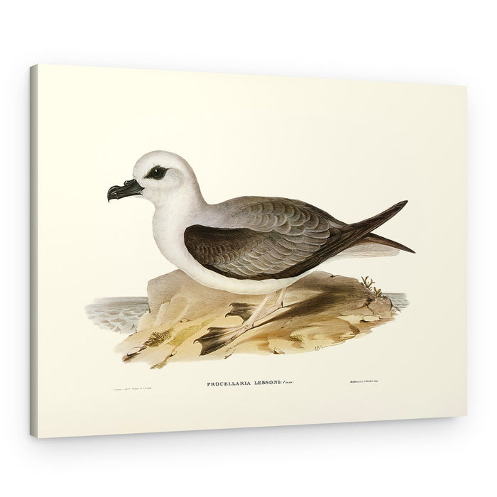 White Headed Petrel – Canvas Print