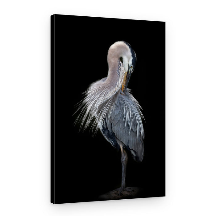 Preening Blue Heron – Canvas Print