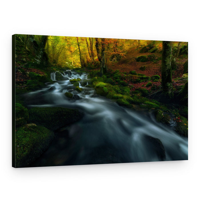 Autumn Forest Stream – Canvas Print