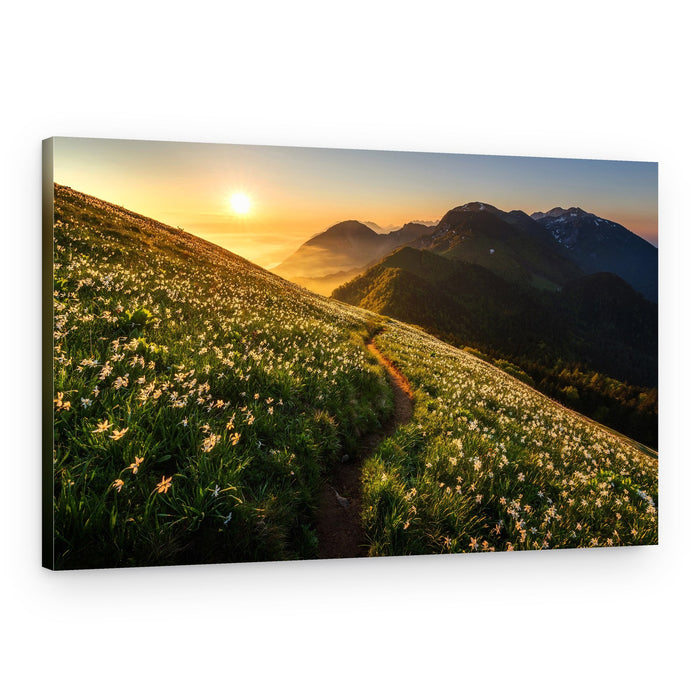 Flowering Mountain Path – Canvas Print