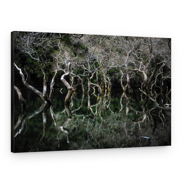 Still Forest Reflections – Canvas Print