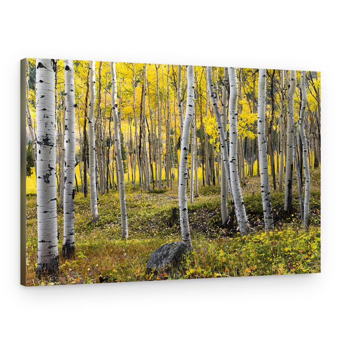 Autumn Birchs – Canvas Print