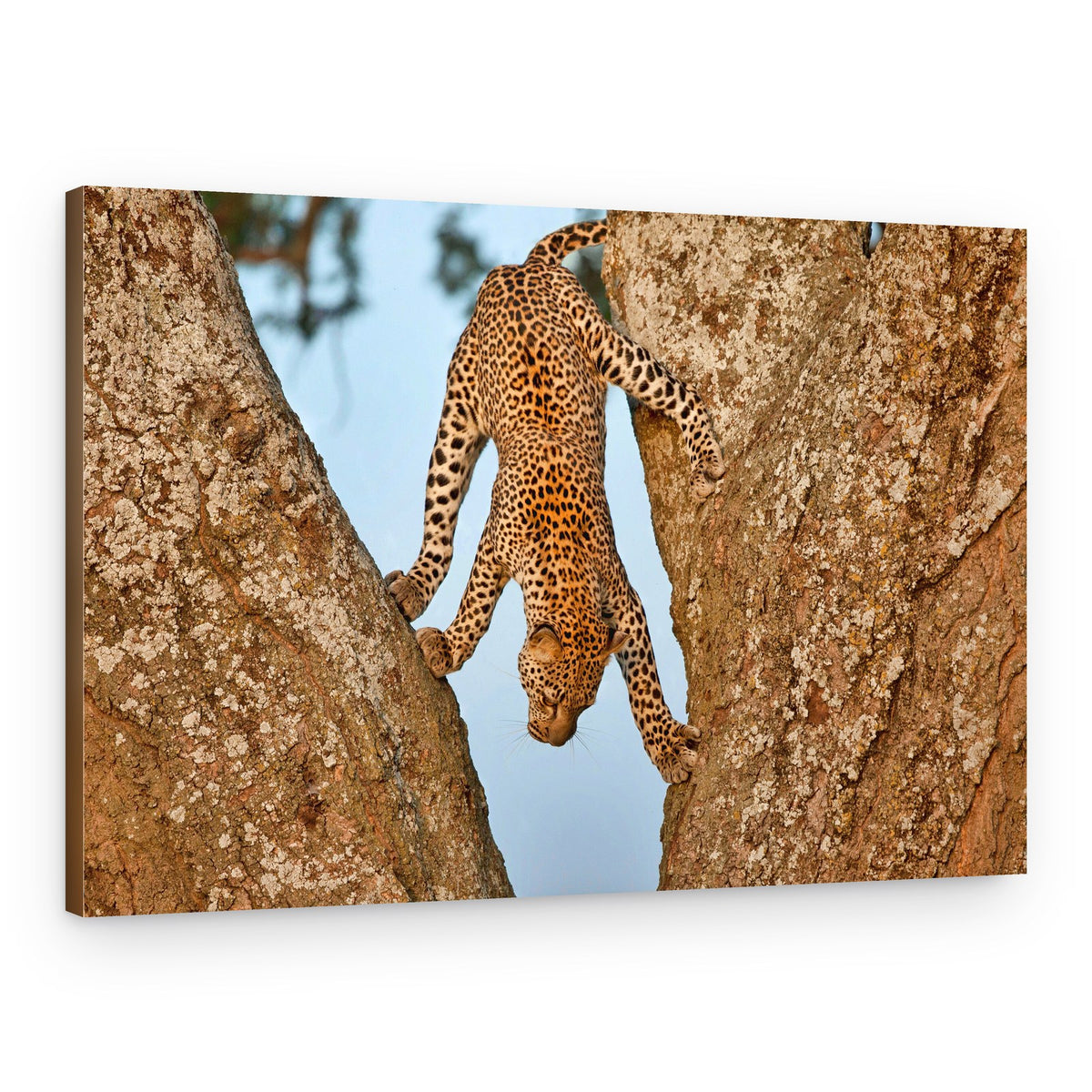Leopard's Graceful Descent – Canvas Print