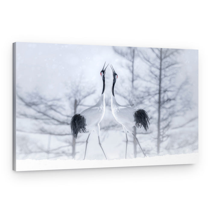 Winter Crane Dance – Canvas Print
