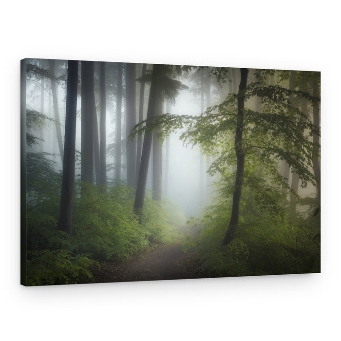 Misty Forest Path – Canvas Print