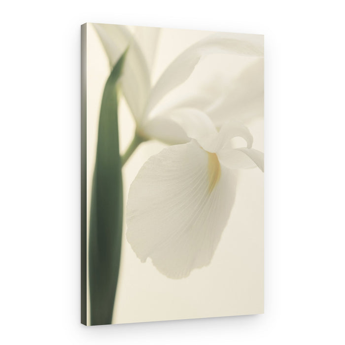 Delicate White Iris – Canvas Print