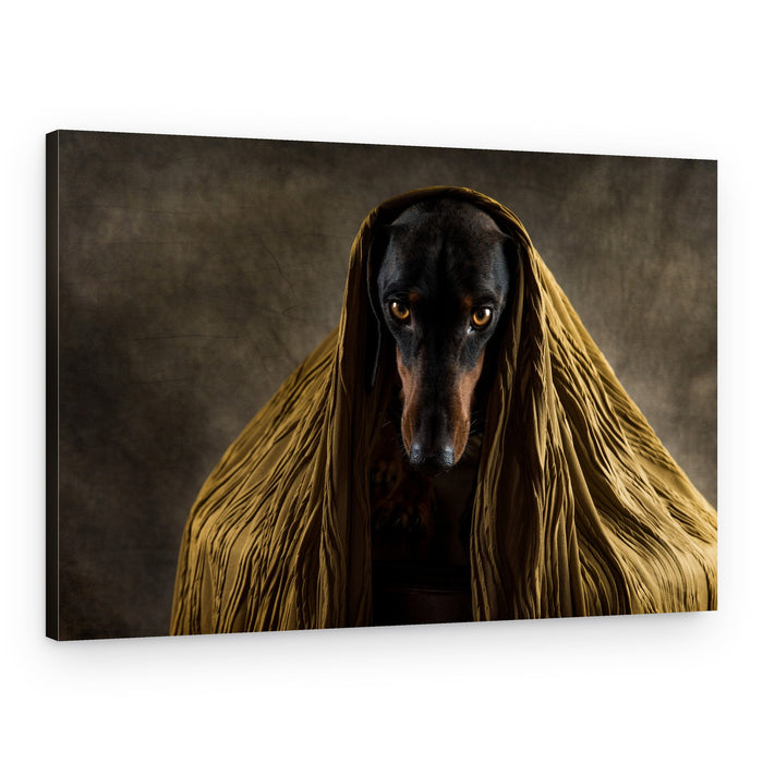 Dachshund Wrapped In Mystery – Canvas Print