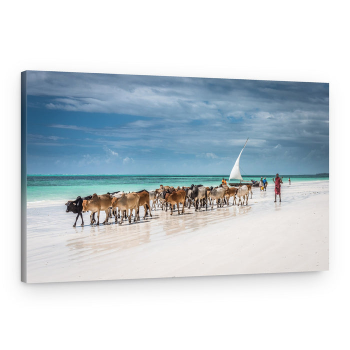 Cows on Tropical Beach – Canvas Print