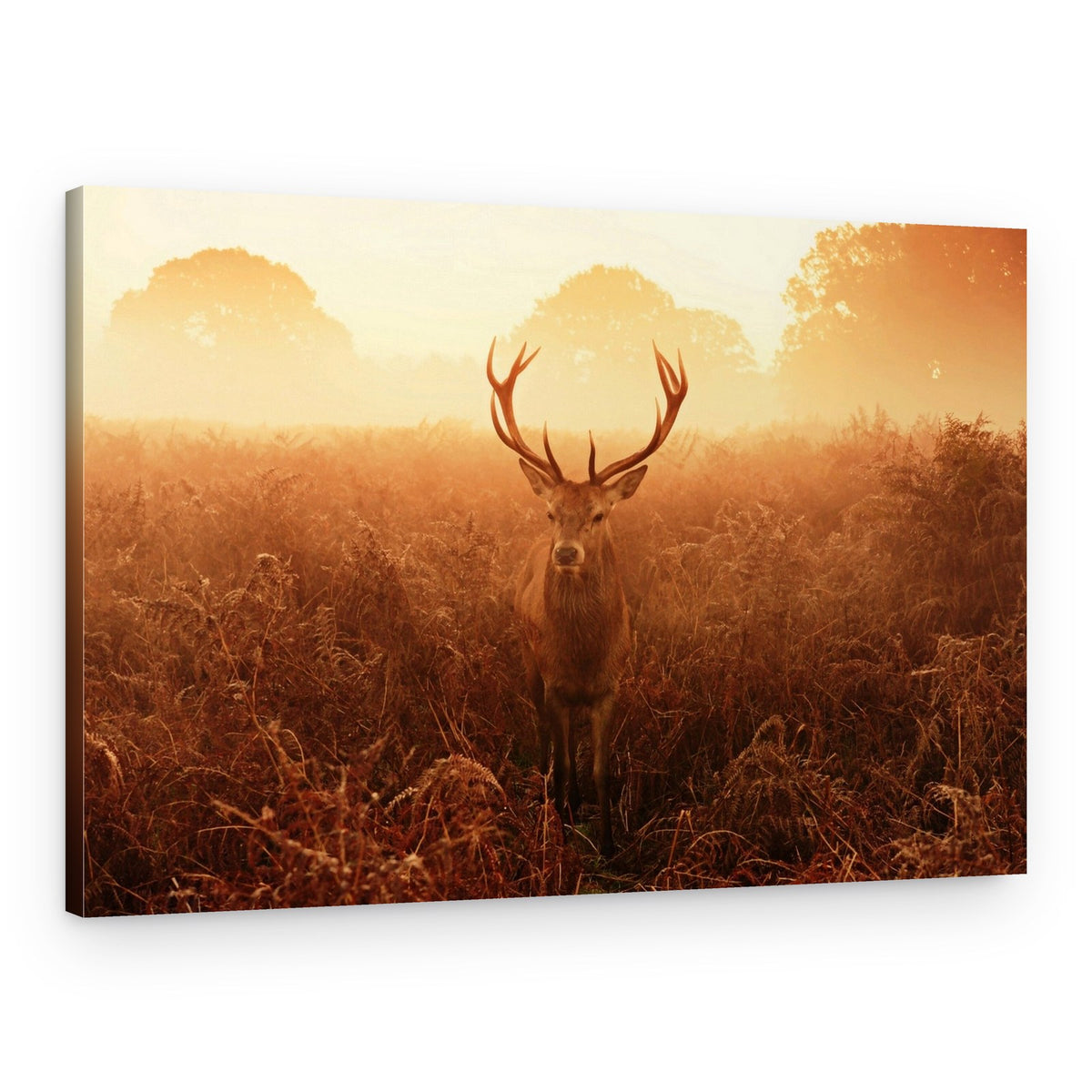 Misty Golden Stag – Canvas Print