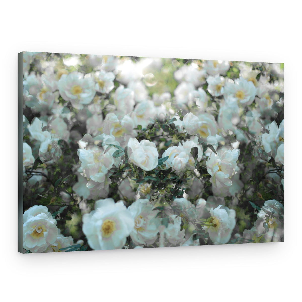 Soft White Roses – Canvas Print
