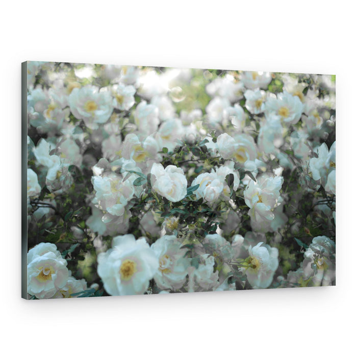 Soft White Roses – Canvas Print