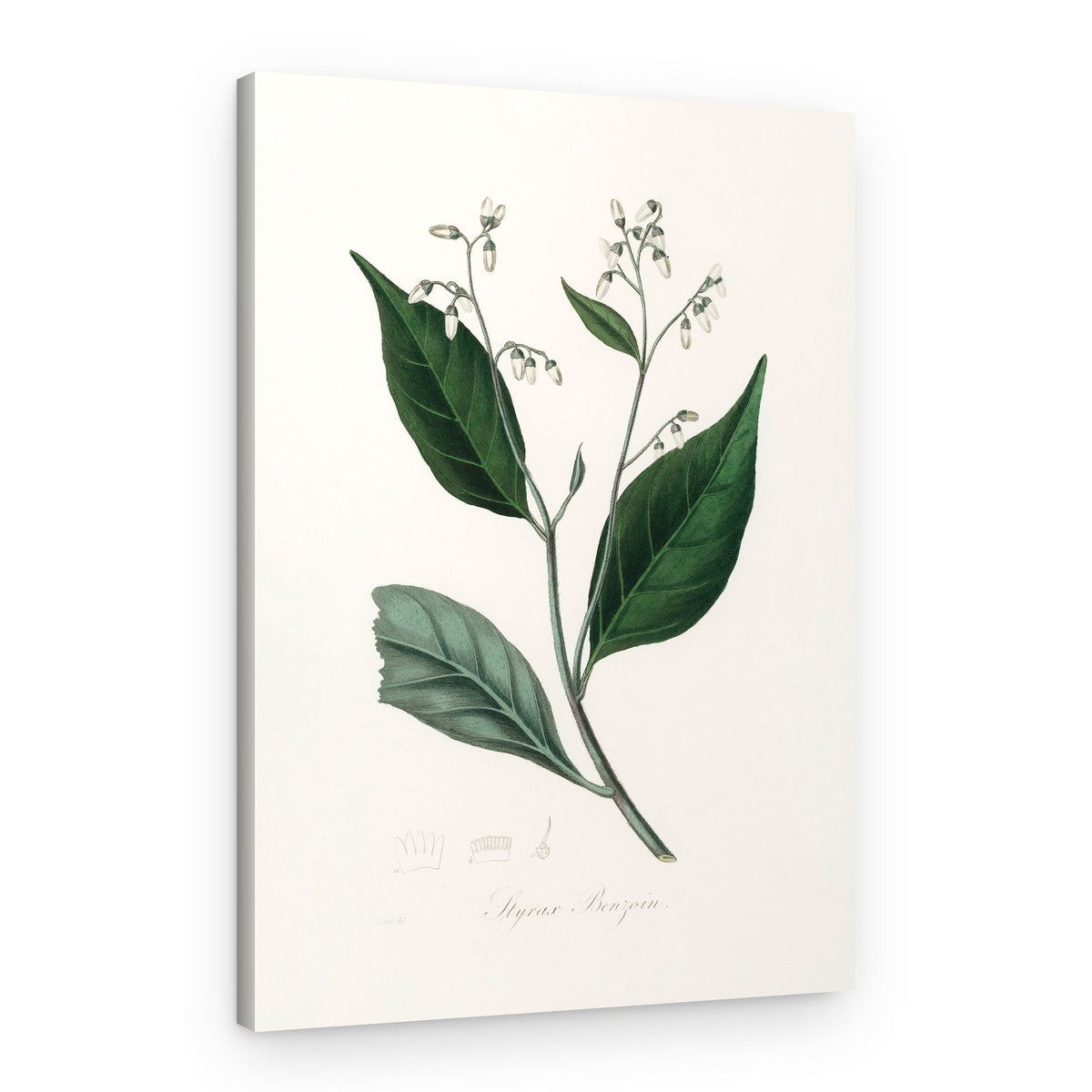 Gum Benjamin Tree (styrax Benzoin Medical Botany – Canvas Print