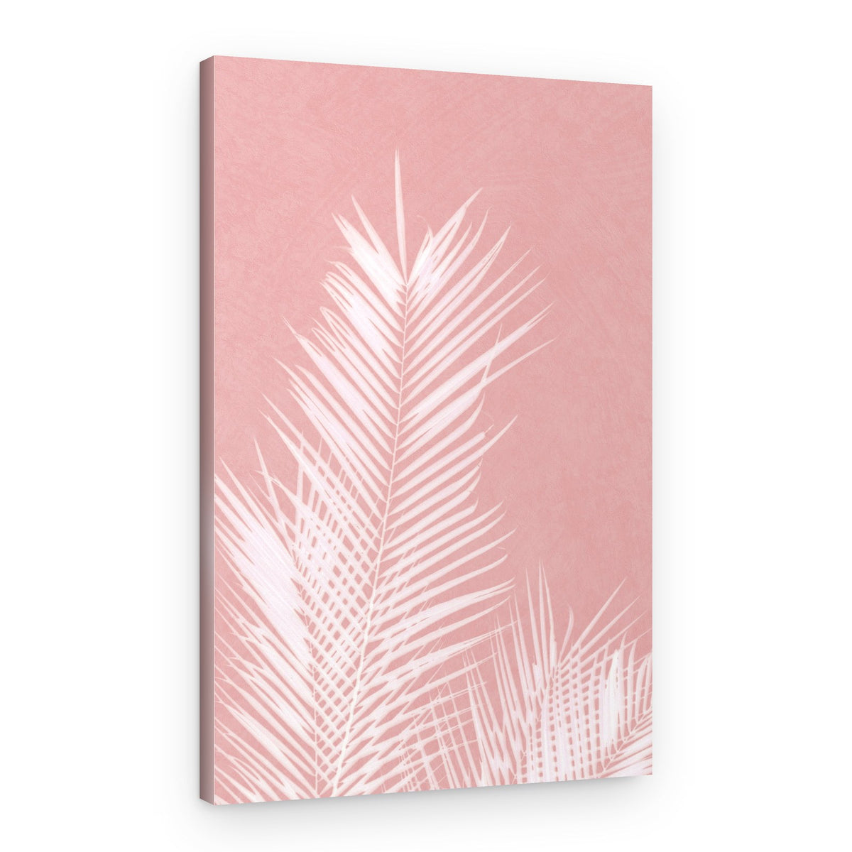 Soft Pink Palm Shadows – Canvas Print