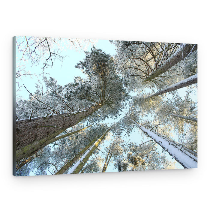 Snowy Pine Canopy – Canvas Print