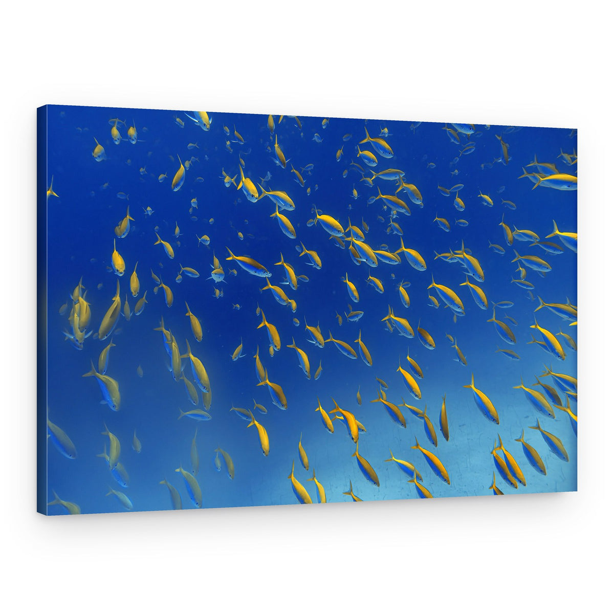 Golden Fish School – Canvas Print