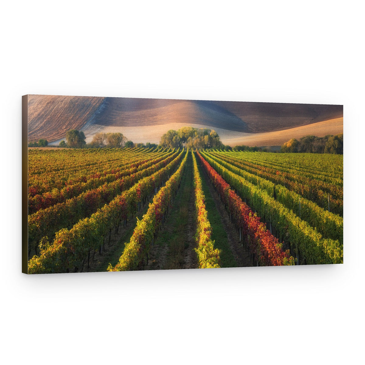 Vibrant Autumn Vineyard – Canvas Print