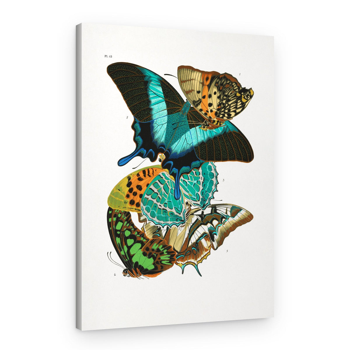 Butterflies 5 – Canvas Print