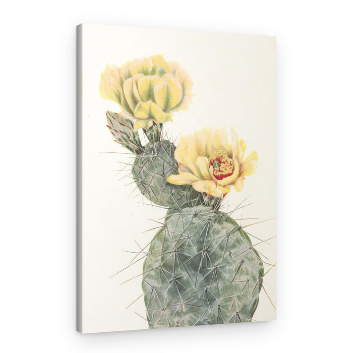 Missouri Prickly Pear From North American Wildflowers (1925) By Mary Vaux Walcott – Canvas Print