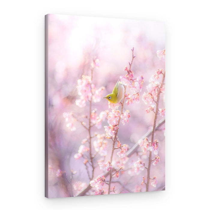 White-eye Cherry Blossoms – Canvas Print