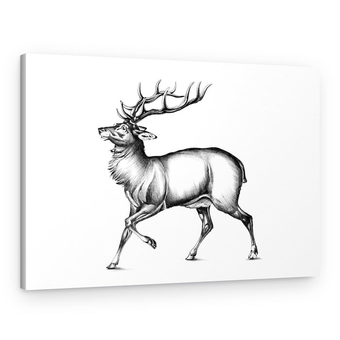 Majestic Stag – Canvas Print