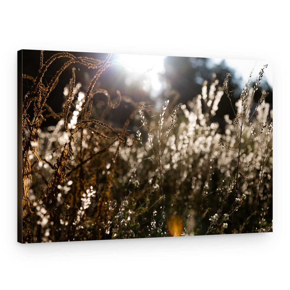 Warm Winter Light 7 – Canvas Print