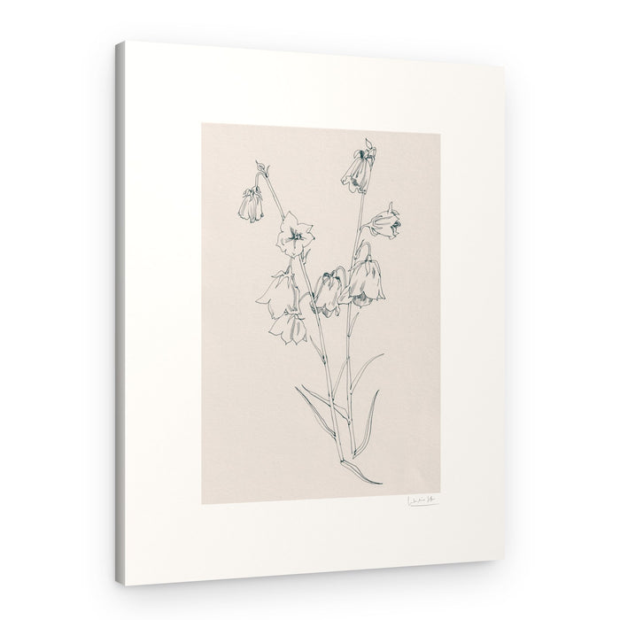 Delicate Bellflowers Drawing – Canvas Print